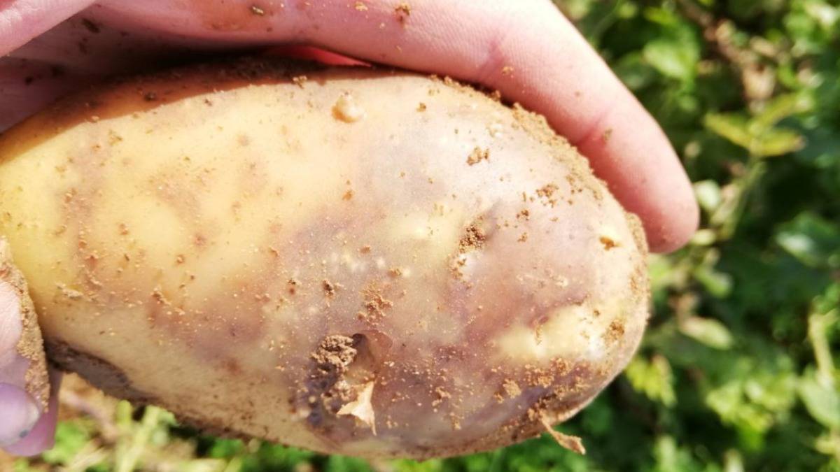 Чем опасен рак картофеля: признаки, описание, профилактика