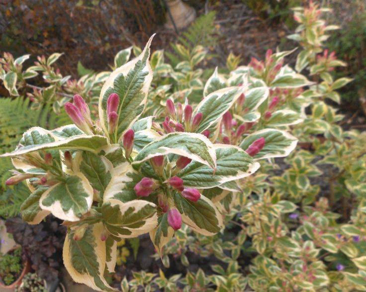 Вариегата variegata - описание сорта вейгелы, правила выращивания, секреты ухода | сад и куст