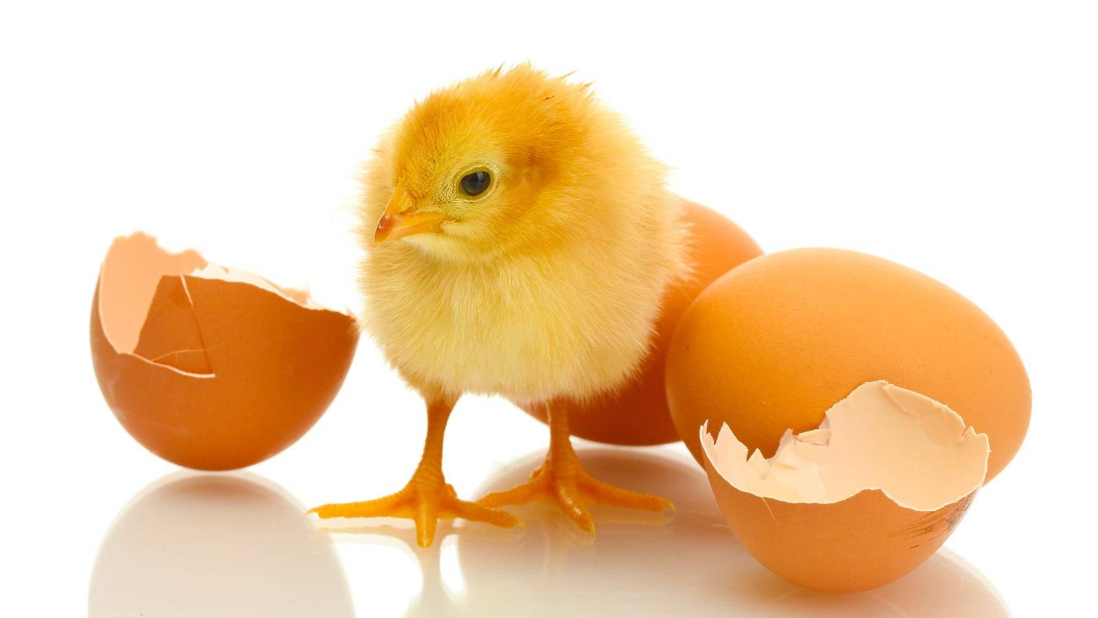 Как происходит появление цыпленка в яйце: как развивается зародыш эмбриона
