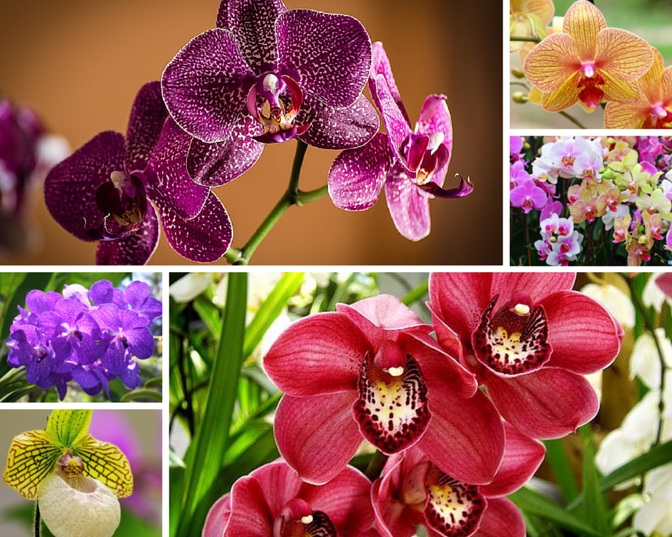 Определить название орхидеи по фото онлайн бесплатно