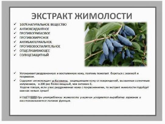 Жимолость: полезные и лечебные свойства, противопоказания | zaslonovgrad.ru