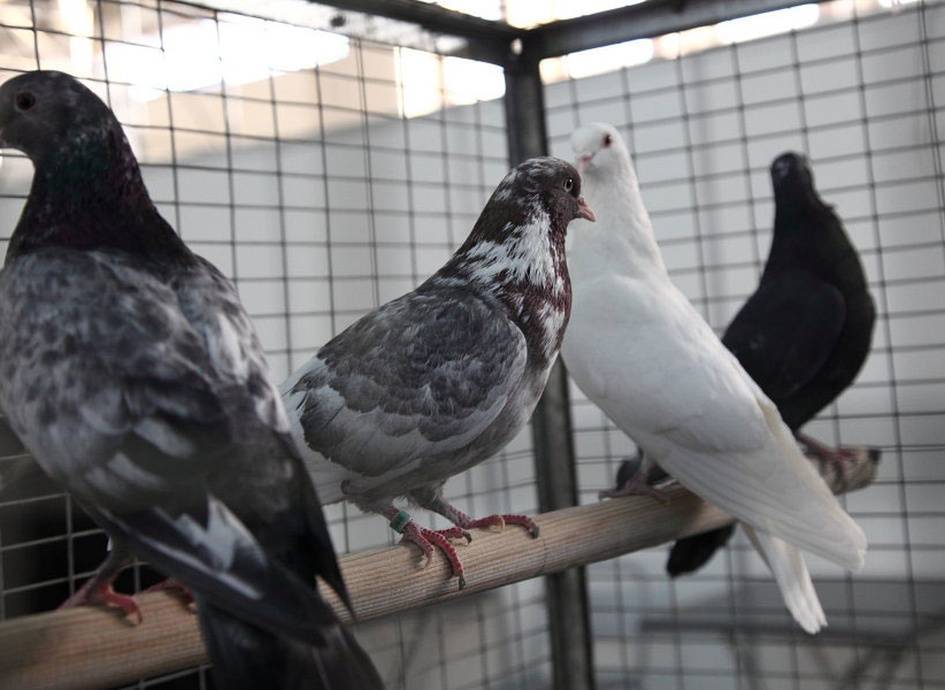 Николаевские голуби: полет, разведение высоколетной породы, видео