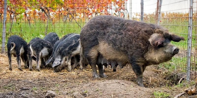Свинья породы мангалица фото описание