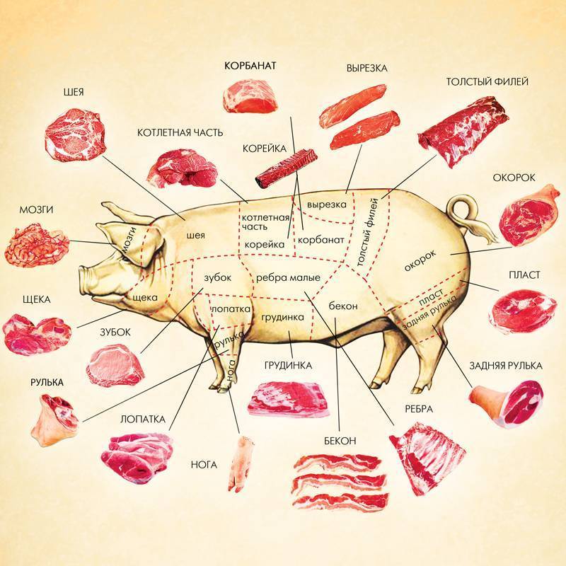 Части туши свинины схема в картинках