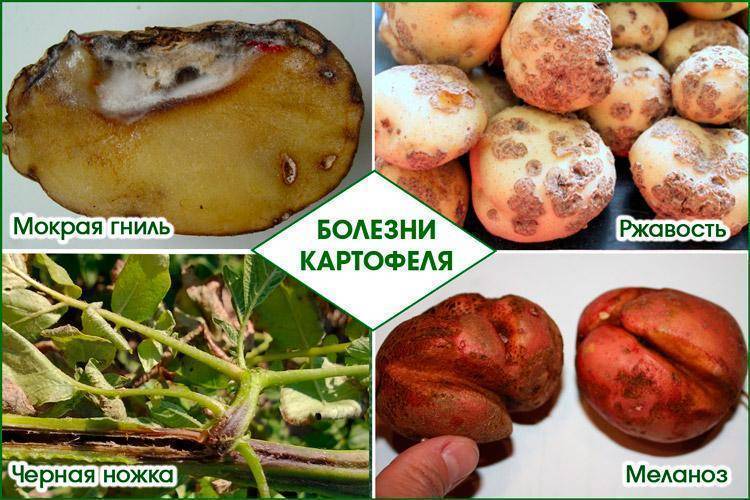 Гниль сухая клубней картофеля | справочник пестициды.ru
