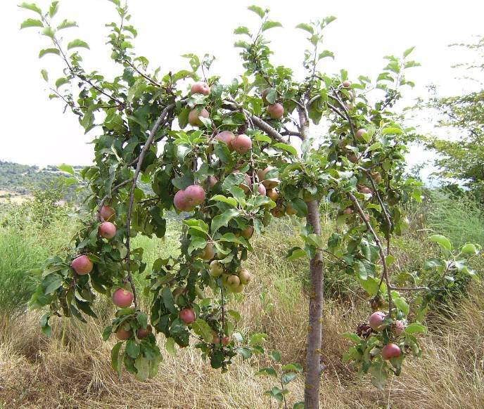 Лучшие сорта яблони для подмосковья: низкорослые, зимостойкие и устойчивые к парше