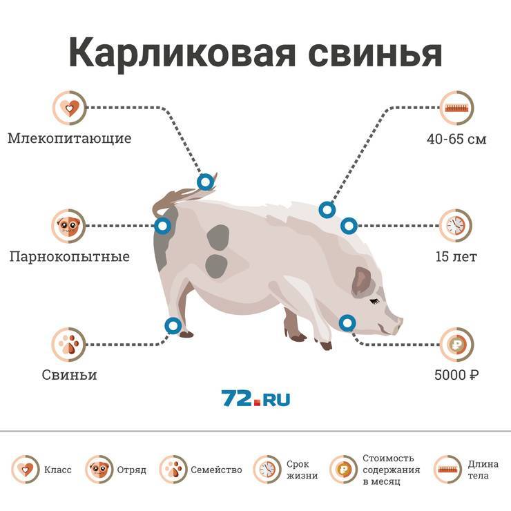 Свинья - основные характеристики, породы, чем питается, фото