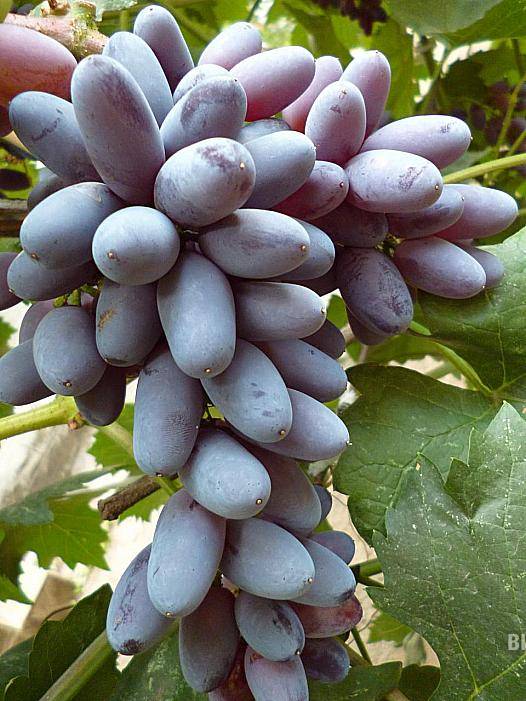 Виноград юпитер: селекция, описание сорта, посадка и уход, достоинства, отзывы