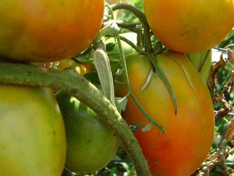 Вкусный привет из сибири — томат «земляк»: характеристика, описание сорта помидор и их фото
