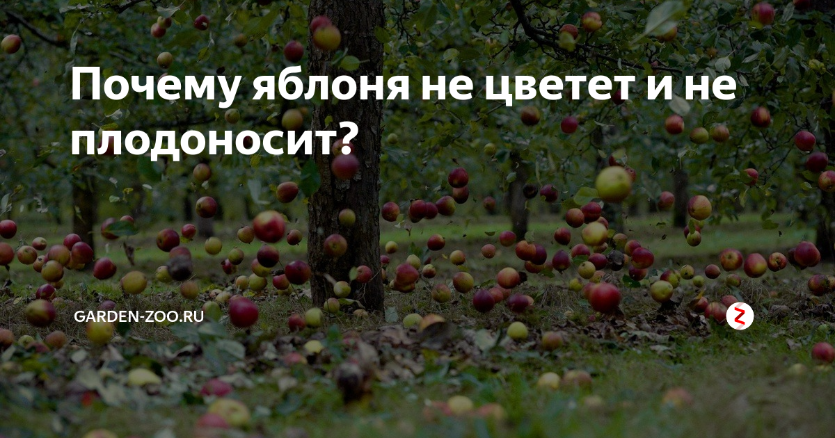 Почему яблоня не цветет и не плодоносит - что делать