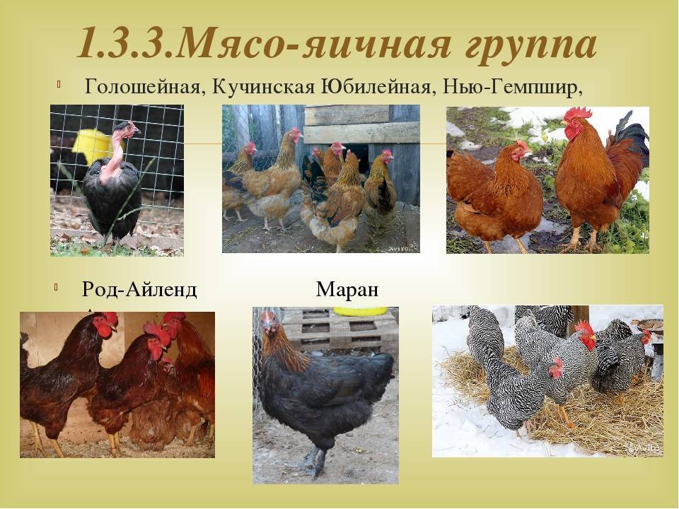 Распространенные и редкие породы кур