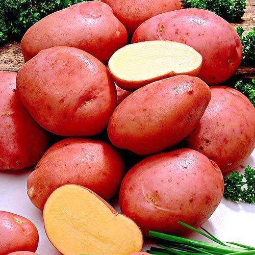 Картофель романо: характеристика, агротехника выращивания