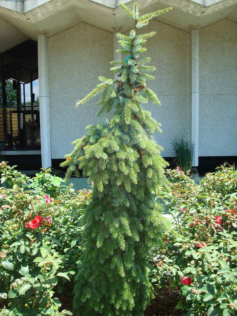Ель сербская пендула брунс, кук (picea omorica pendula bruns, kuck): описание, фото