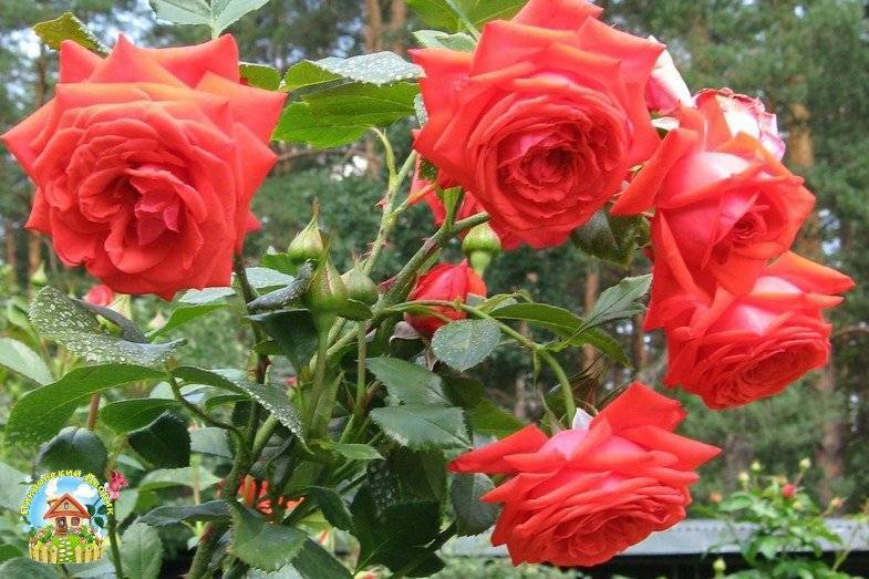 Роза салита