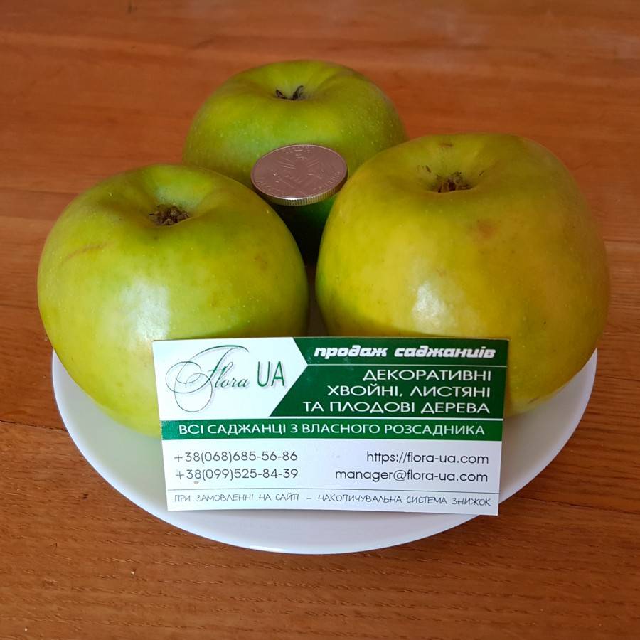Сорт яблок семеренко фото и описание
