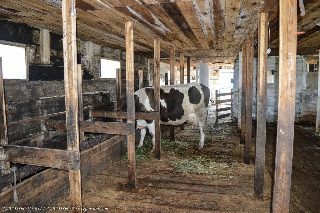 Коровник: размеры стойла для коровы, как построить сарай или загон для бычков, а также поилку своими руками