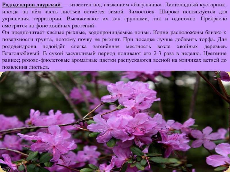 Рододендрон даурский: описание и характеристики цветка, посадка и уход с фото
