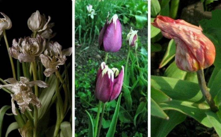 Пионовидные тюльпаны фото и описания 10 лучших сортов