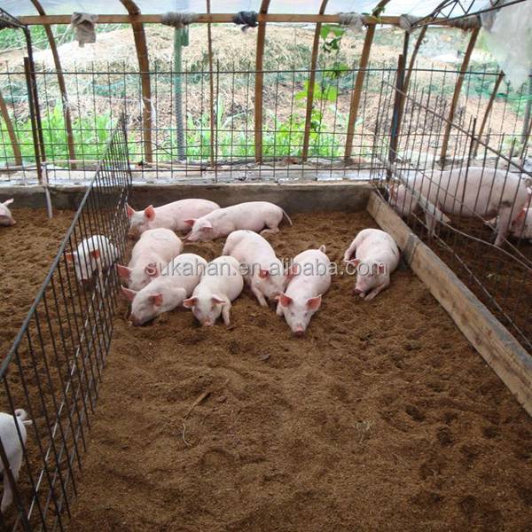 Подстилка для свиней с бактериями: особенности использования в свинарнике