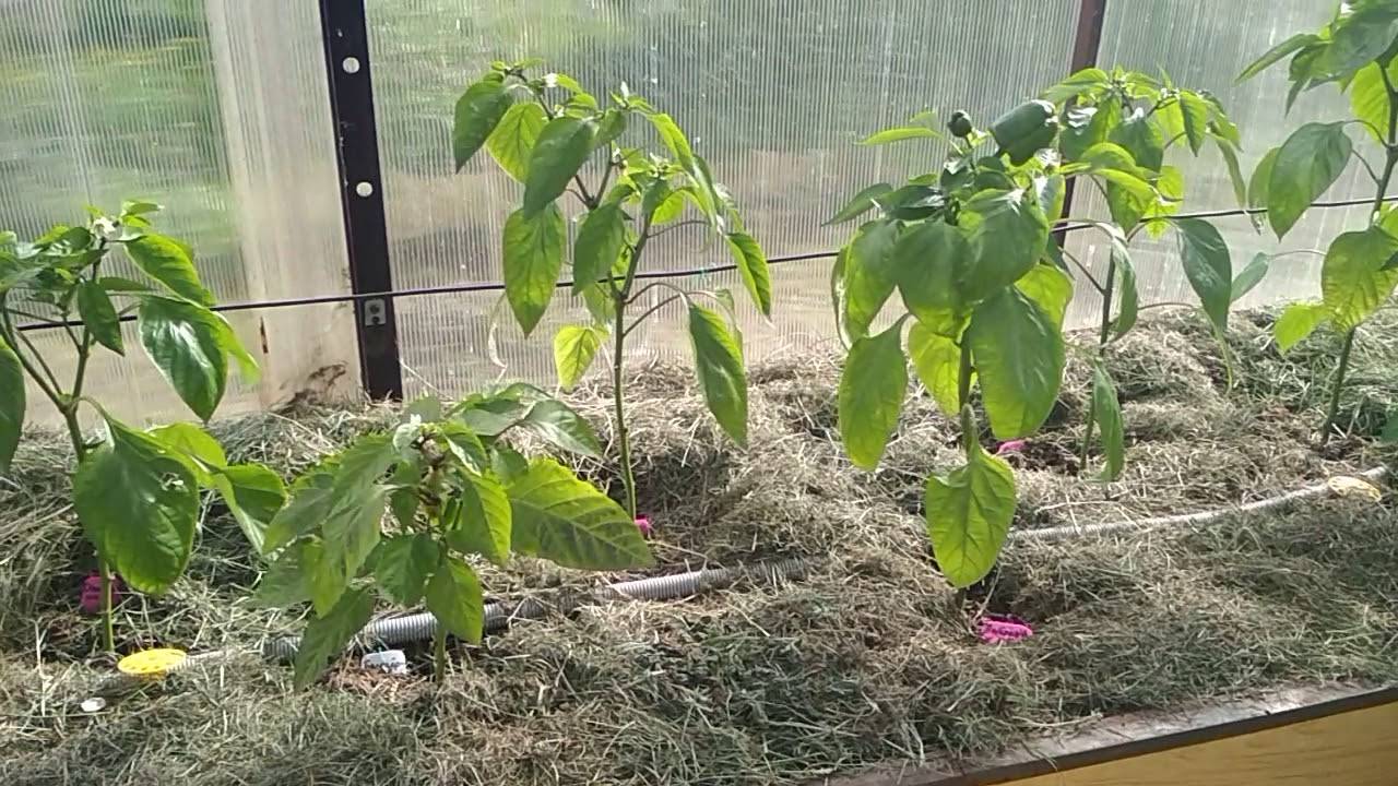 Как посадить перец в теплицу из поликарбоната