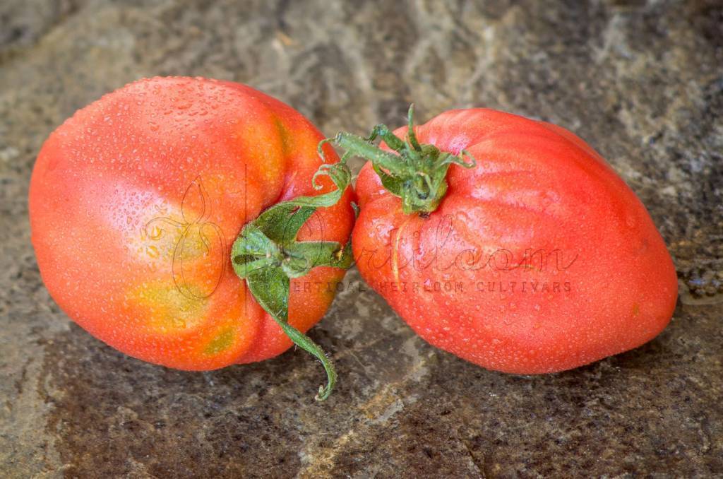 Характеристика и описание сорта помидоров абаканский розовый