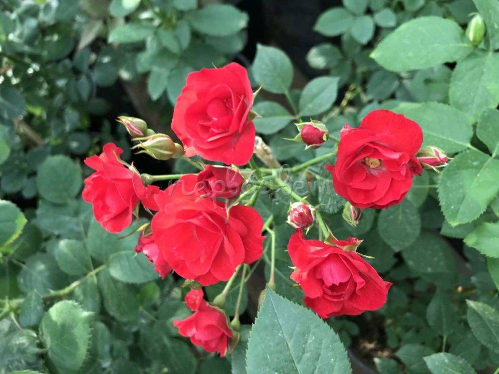 Чайно-гибридная роза сорта Red Berlin (Ред Берлин): посадка и уход