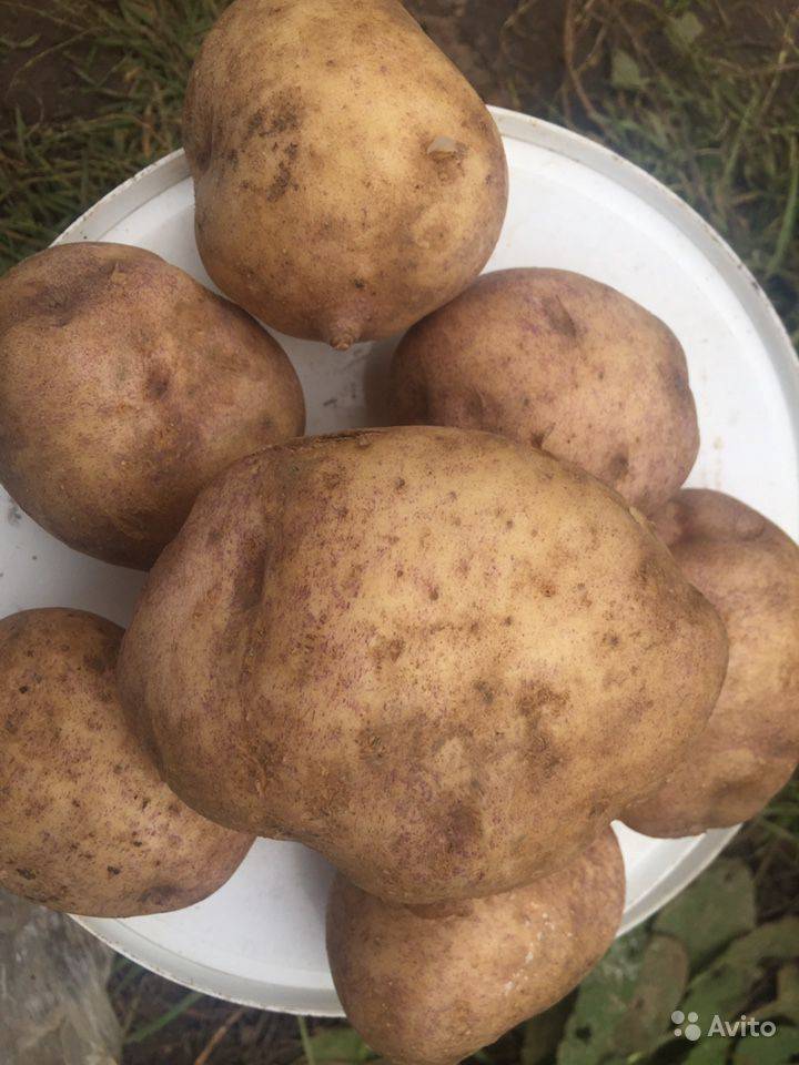 Картофель колобок: описание и характеристика сорта, урожайность, отзывы, фото