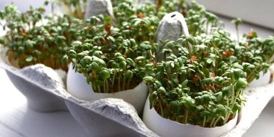 Руккола, кресс-салат, базилик: как вырастить микрозелень на подоконнике дома - vtomske.ru