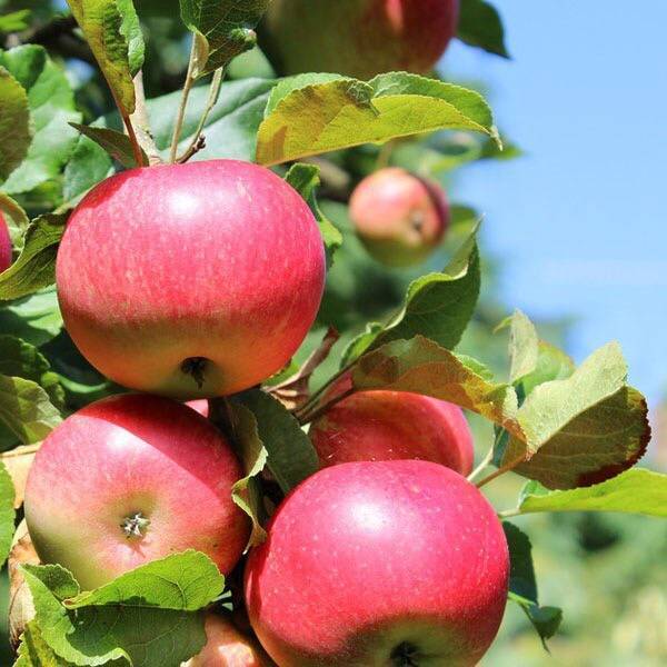 Яблоня сладкая нега: описание и характеристика, плюсы и минусы сорта, посадочные работы и уход, фото - сад и дача