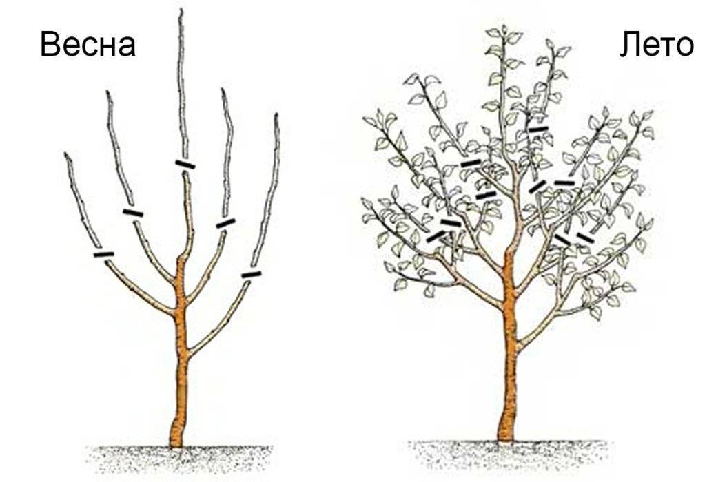 Как обрезать яблони весной схема для начинающих пошагово