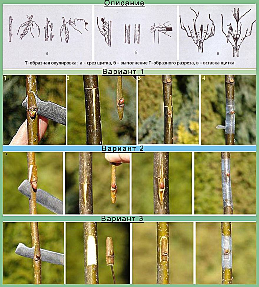 Прививка деревьев летом: сроки и виды окулировки