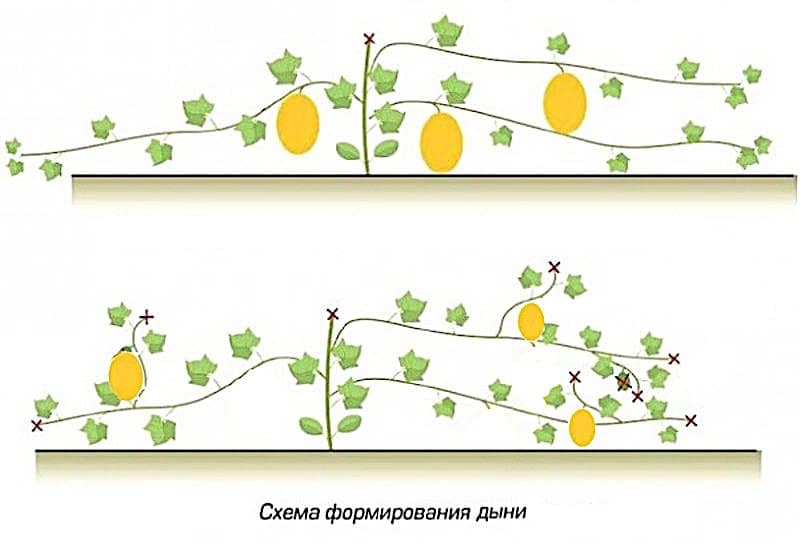 Формирование дыни в теплице (куста): схема, выращивание, уход