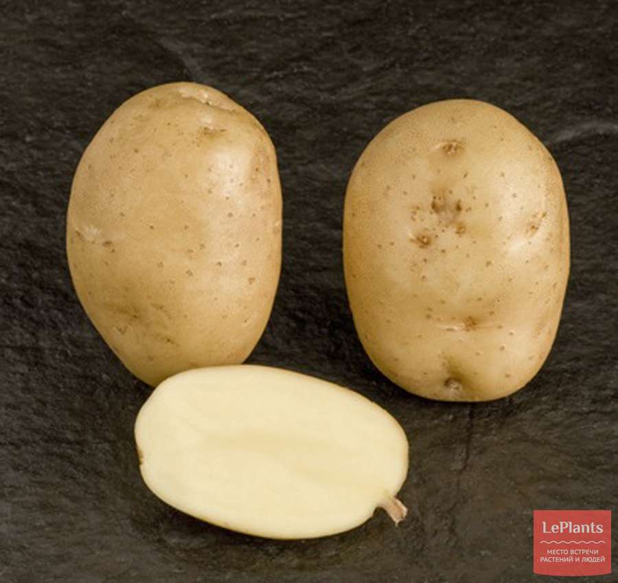 Сорта картофеля с белой мякотью: описание, характеристики и фото
