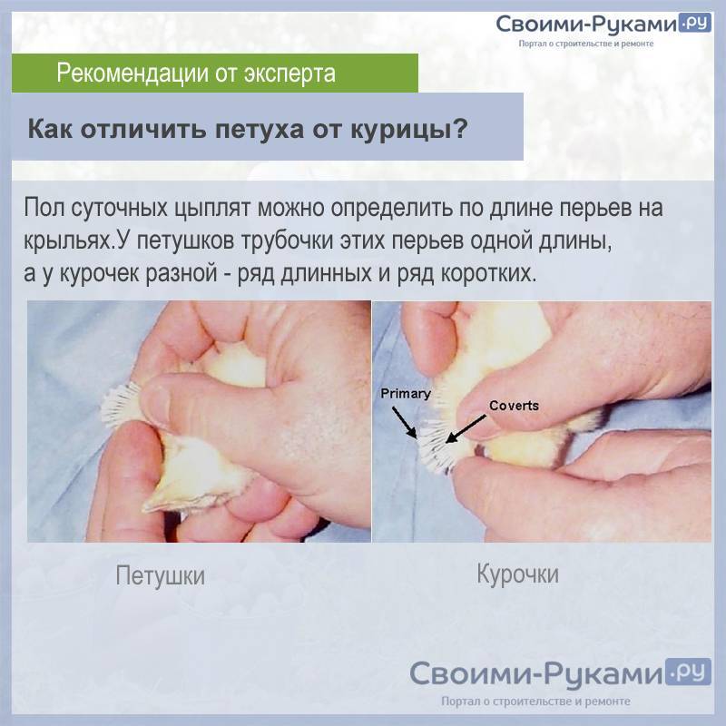 Методы того, как отличить петуха от курицы