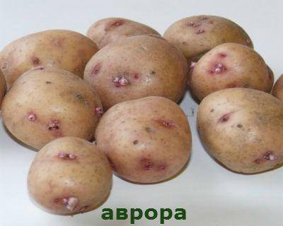 Картофель аврора: описание сорта, фото, отзывы