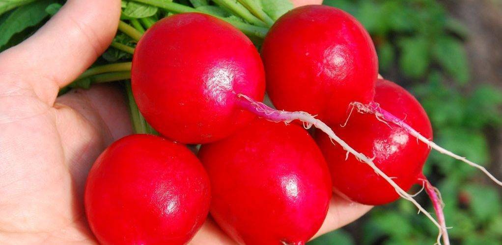 Как вырастить вкусный редис зимой в домашних условиях
