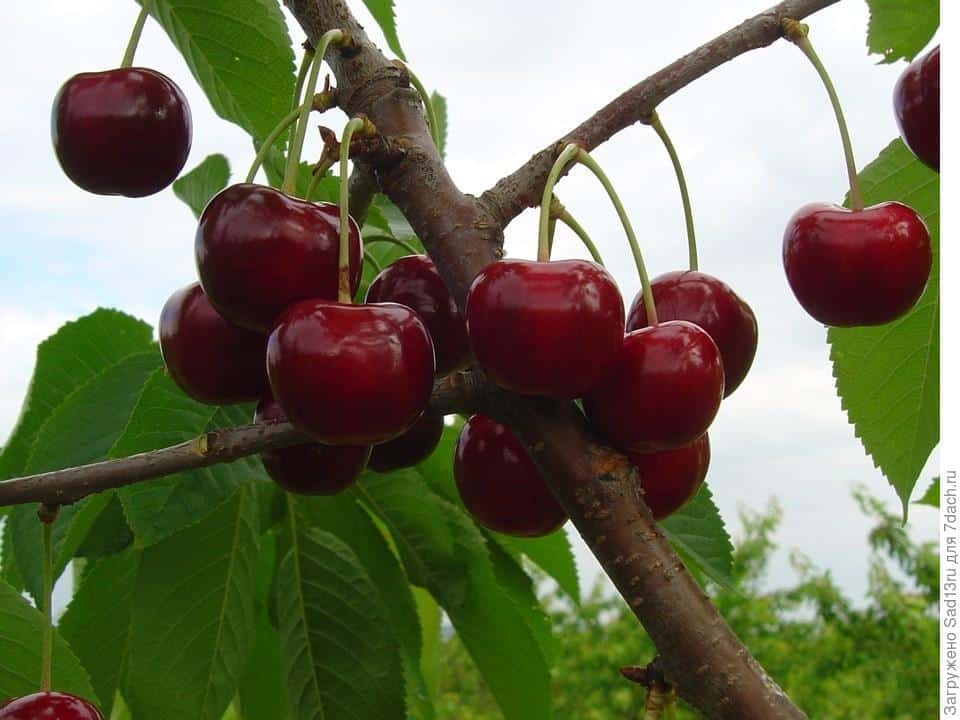 Ревна – зимостойкая черешня, дающая хороший урожай. описание сорта, отзывы дачников, советы по выращиванию