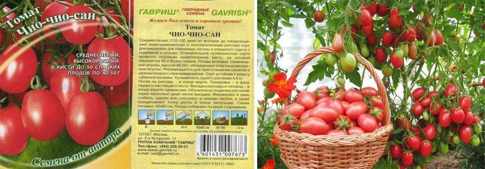 Томат "чио-чио-сан": группа земляки!