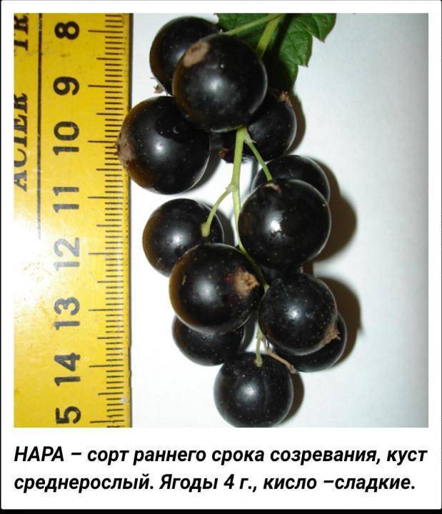 Черная смородина нара: описание сорта, фото, отзывы