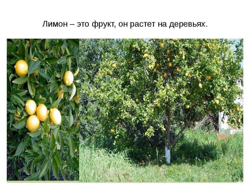 Лимон — это фрукт, овощ или ягода