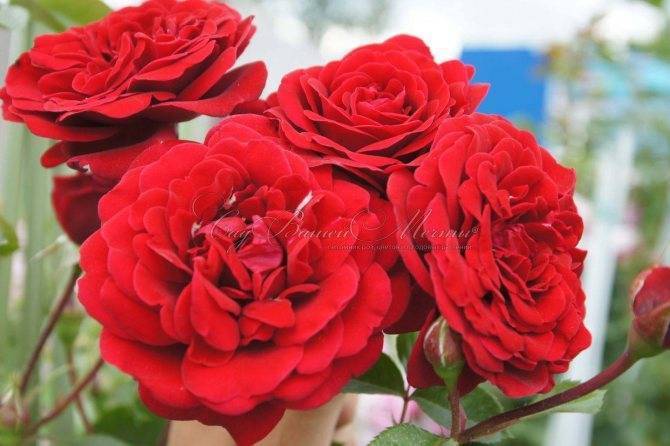 Плетистая роза Amadeus (Амадеус): фото и описание, отзывы