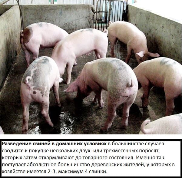 Разведение свиней в домашних условиях для начинающих как бизнес: с чего начать, выгодно ли, нюансы содержания и выращивания свиней