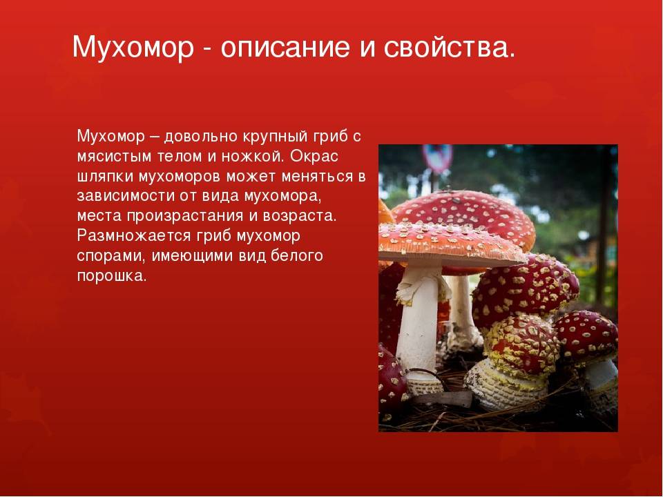 Мухомор ? описание внешнего вида гриба, особенности строения