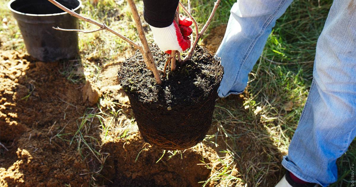 Как правильно посадить грушу: сроки, саженцы и технология