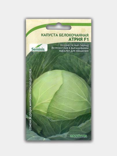 О капусте атрия: описание и характеристика белокочанного сорта, выращивание