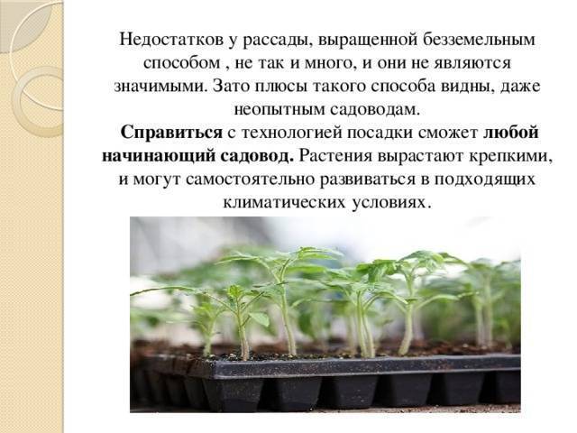 Правила и способы выращивания огурцов в теплице: температурный режим, лучшие сроки, подготовка почвы и рассады