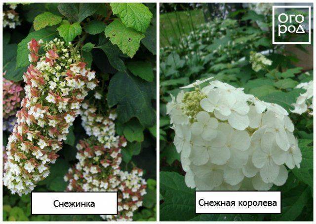 Гортензия дуболистная: посадка и уход, зимостойкость, фото сортов аметист, айс кристал, бургунди, сноуфлейк, руби слипперс, гармония