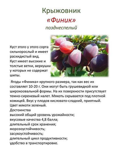 Крыжовник финик: описание сорта, фото, отзывы, технология посадки и ухода
