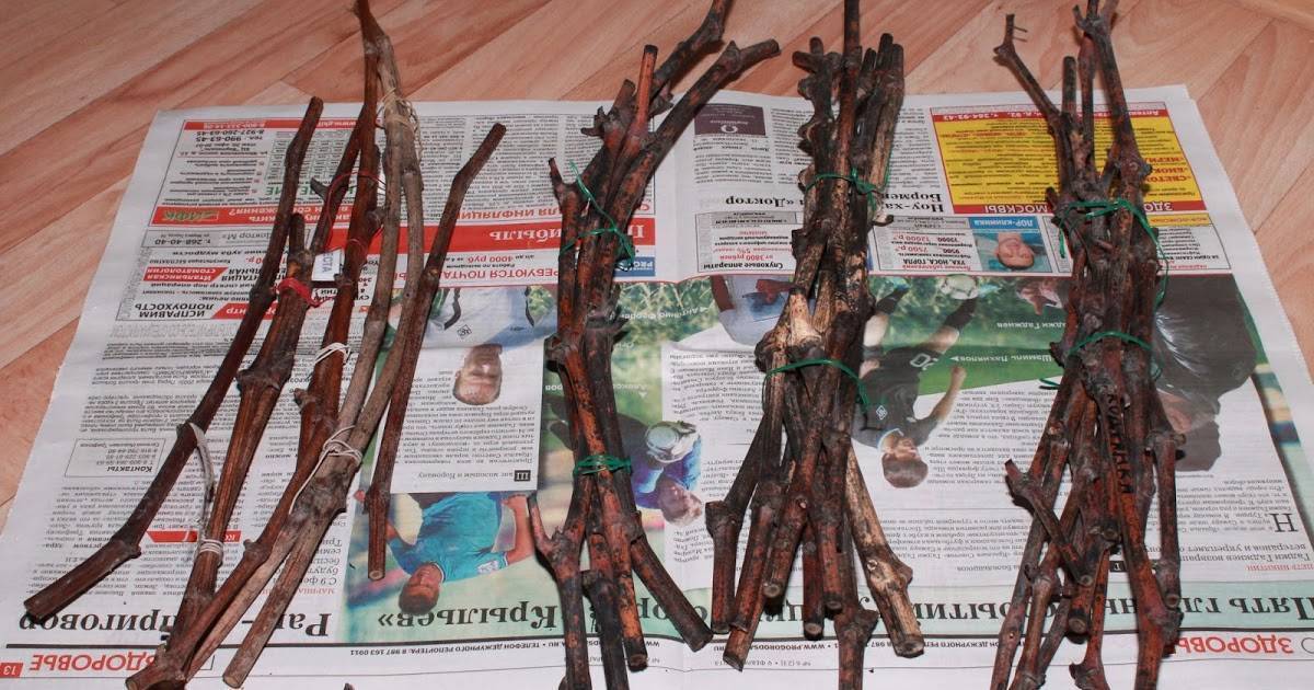 Как сажать черенки винограда: осенью, весной, без корней, дома, пошагово