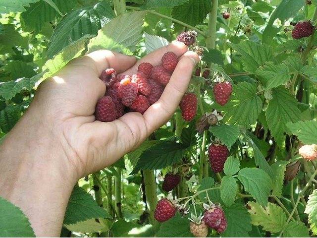 Малина новость кузьмина: описание сорта, фото, отзывы, технология посадки и ухода